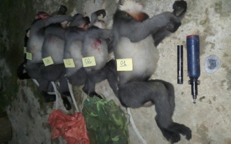 Quảng Ngãi: Điều tra vụ 5 cá thể voọc chà vá chân xám bị bắn chết