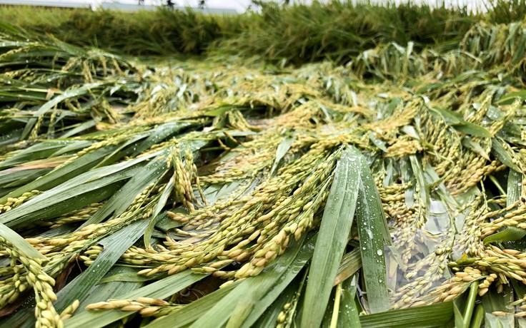 Quảng Ngãi: Nông dân đỡ từng bụi lúa bị ngã đổ sau mưa lớn trái mùa
