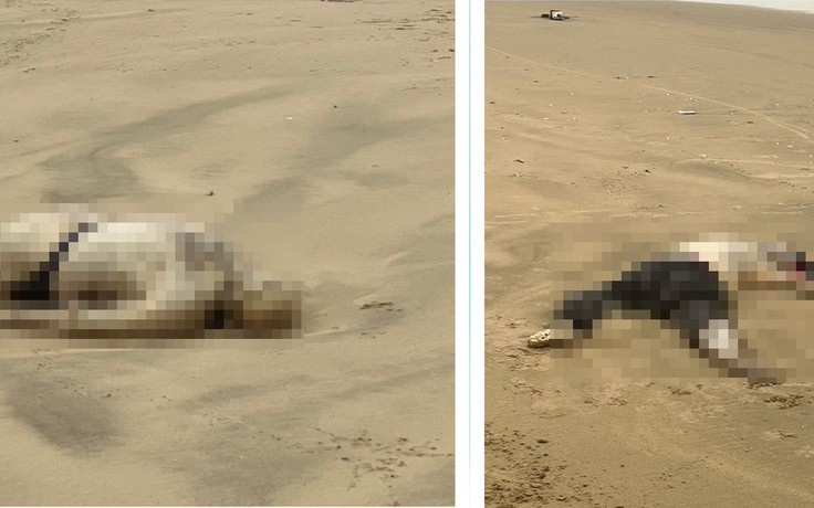 Quảng Ngãi: 2 thi thể trôi dạt vào bờ biển Khe Hai