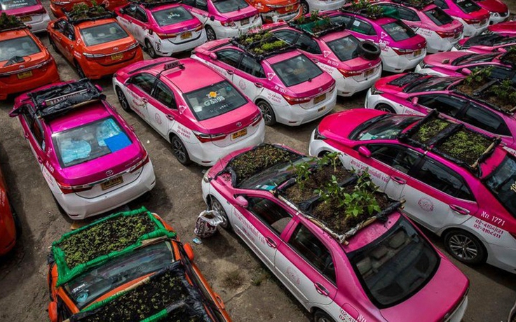 Ế khách vì Covid-19, hàng ngàn xe taxi được sử dụng để... trồng rau