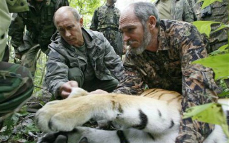 Con hổ do ông Putin thả vào rừng ăn sạch một con gấu
