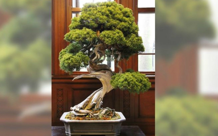 Trộm cuỗm cây bonsai 400 năm tuổi giá hơn 2 tỉ đồng của nhà vườn Nhật