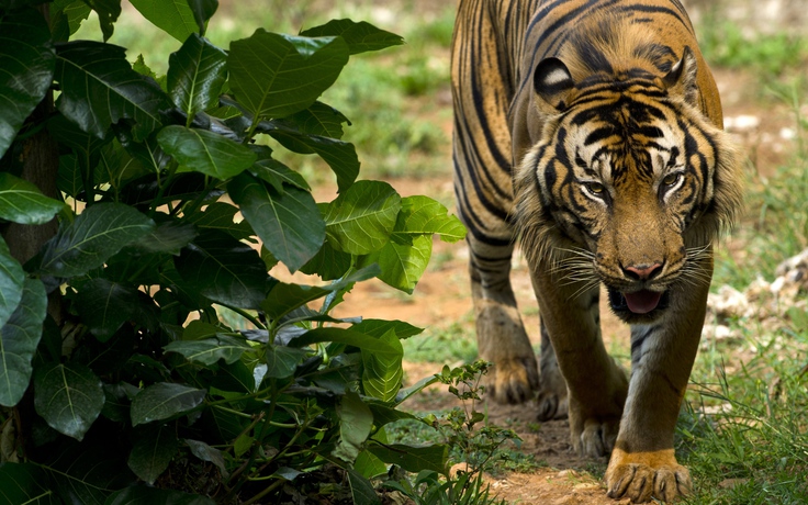 Hổ Sumatra liên tục tấn công người ở Indonesia