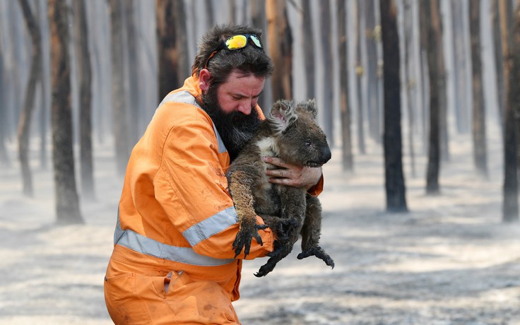 1,25 tỉ động vật chết do cháy rừng tại Úc