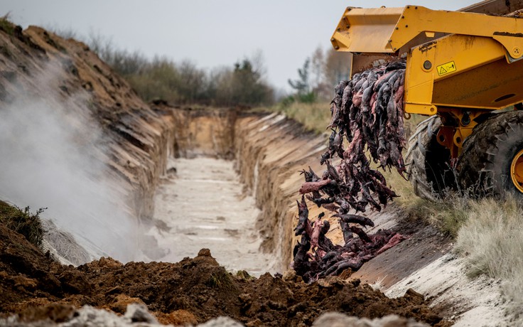 Bị chôn lấp vội vàng, hàng triệu con chồn gây nguy cơ ô nhiễm ở Đan Mạch