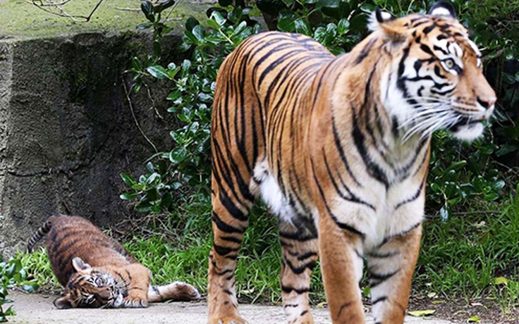Cặp hổ Sumatra xổng chuồng, nhân viên vườn thú bị cắn chết ở Indonesia