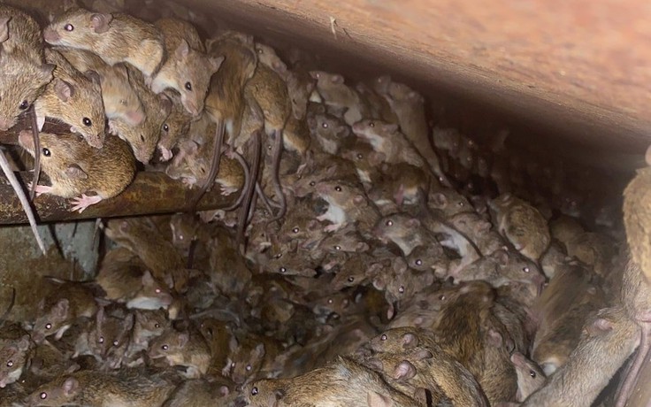 Dân Úc lao đao vì đại nạn chuột phá hoại