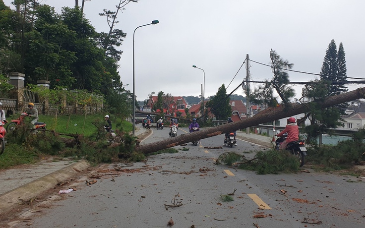 Đà Lạt: Thông cổ thụ gãy đổ do bão số 9