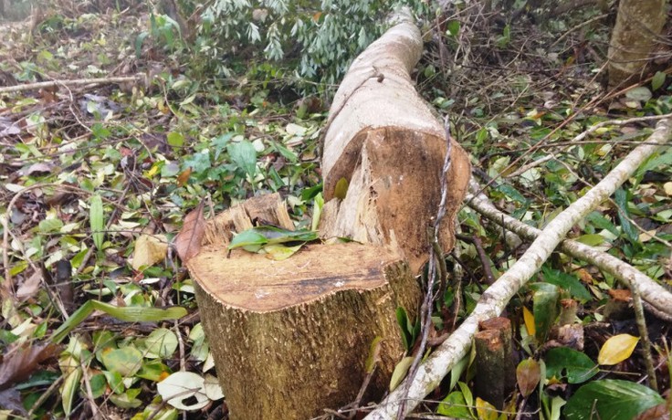 Lâm Đồng: Rừng phòng hộ xung yếu ở Bảo Lộc bị phá