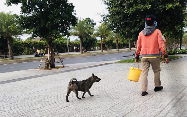 Quá khổ vì chó thả rông: Nơm nớp lo sợ chó cắn!