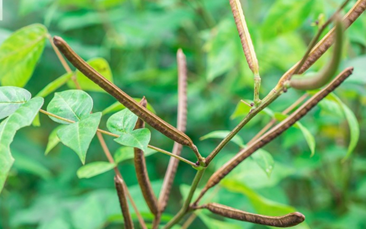 Nguy cơ ngộ độc, tử vong khi ăn hạt muồng tây để trị bệnh tiểu đường