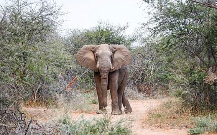 Voi giẫm chết du khách tại Zimbabwe