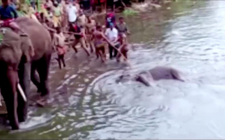 Ấn Độ bắt người gài pháo nổ vào trái cây khiến voi mang thai chết đau đớn