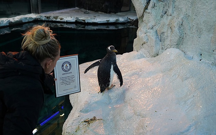 'Cụ cố’ chim cánh cụt lập kỷ lục Guinness