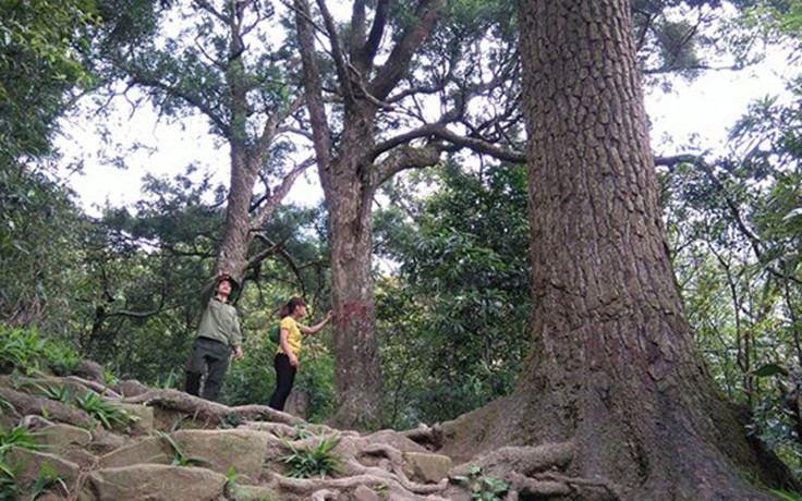 Bảo tồn cây xích tùng cổ tại Yên Tử theo luật Đầu tư công