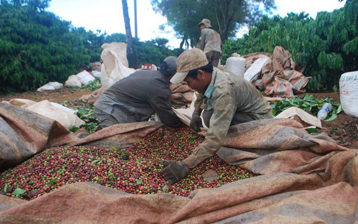 Giá cà phê thế giới thấp nhất 3 năm qua, cà phê trong nước lao dốc
