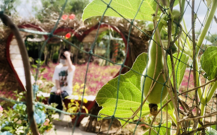 Quán cà phê Vườn Cỏ giữa cánh đồng tôm hút khách chụp hình ‘check in’ ngày tết
