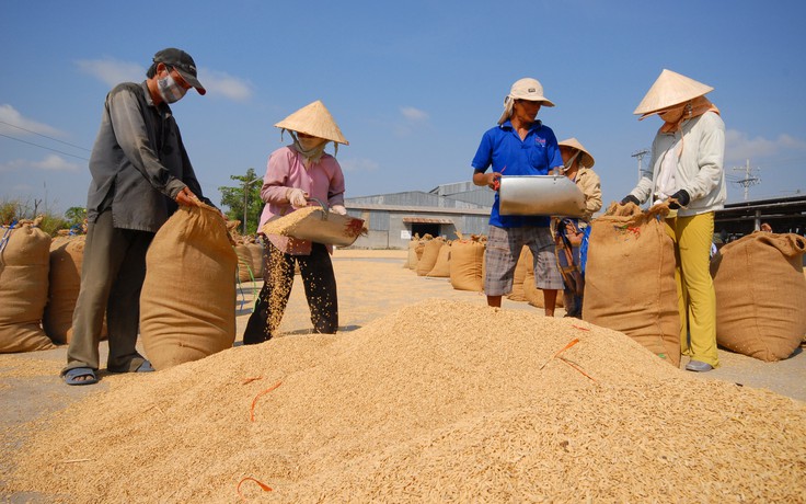 Indonesia khẩn trương nhập khẩu 500.000 tấn gạo, giá gạo tăng Indonesia khẩn trương nhập khẩu 500.000 tấn gạo, giá gạo tăng
