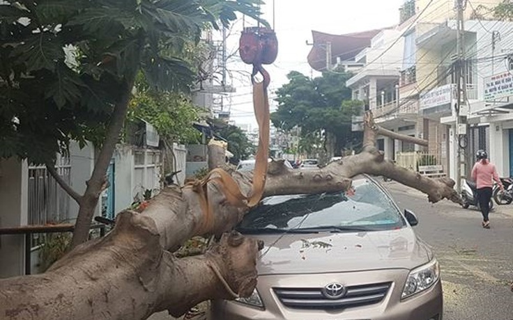 Nha Trang: Cây xanh bật gốc đè ô tô