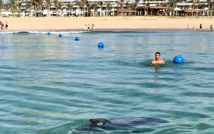Cá heo xuất hiện gần bờ tại Bãi Dài Cam Ranh khiến du khách thích thú