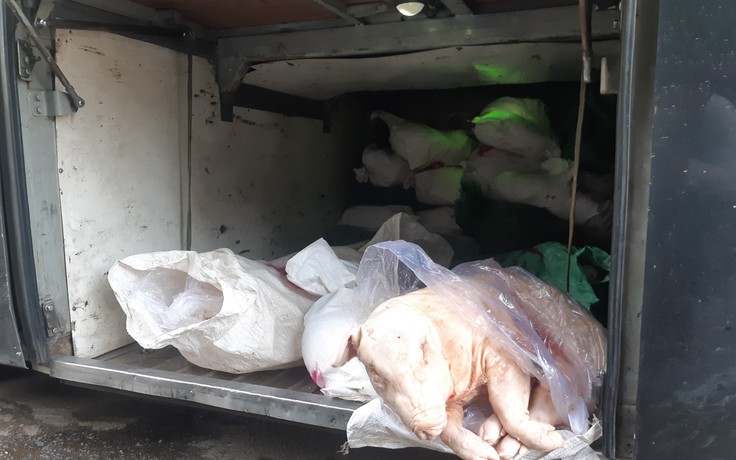 Xe khách giường nằm chở 450 kg heo sữa thối từ Quảng Ngãi vào TP.HCM tiêu thụ