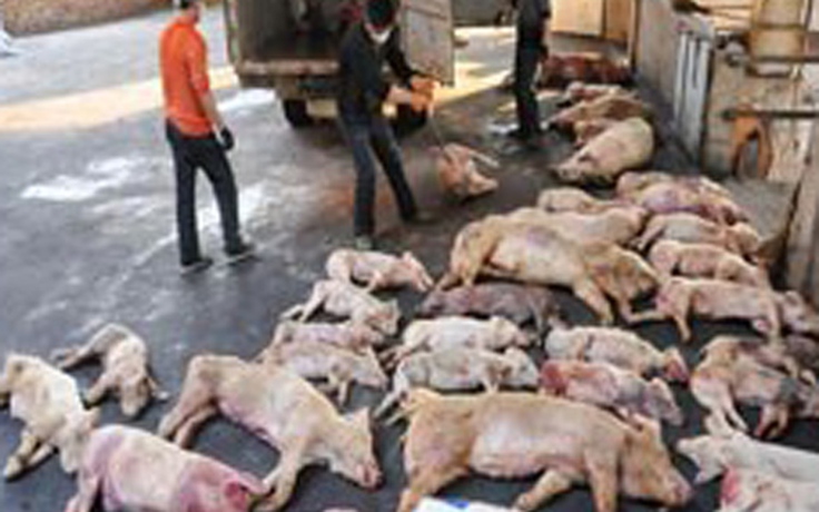 Trung Quốc xử 12 người bán 'thịt bẩn' từ 30 tháng đến 16 năm tù