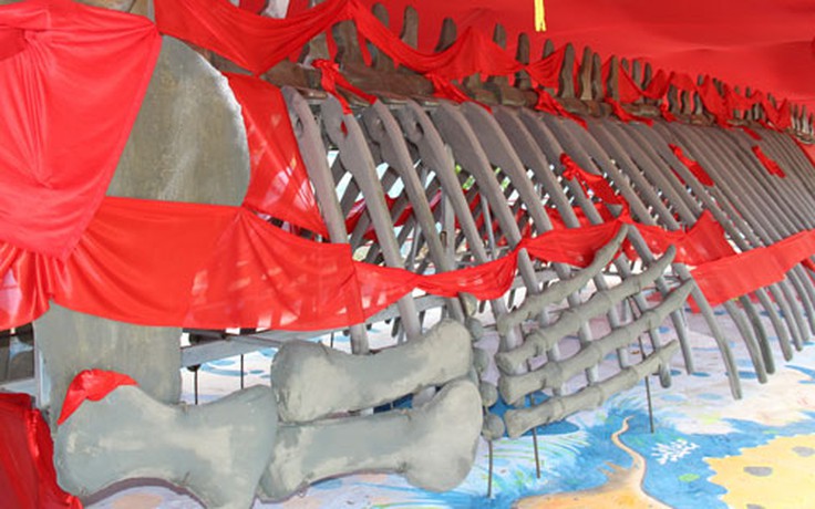 Phục dựng bộ xương cá voi 'khủng'