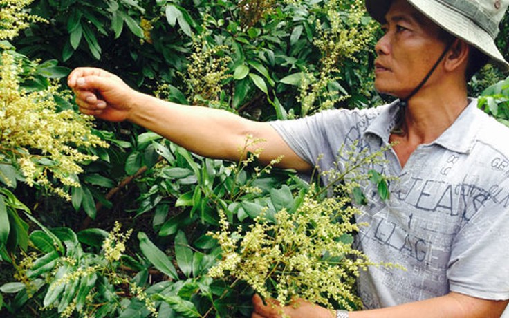 Phân bón Thai Lan Bio: Cho nhà vườn những mùa nhãn bội thu