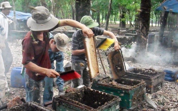 Không nên xua đuổi đàn ong