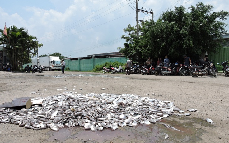 Dân đổ hàng trăm ký cá chết trước cổng công ty chế biến hải sản
