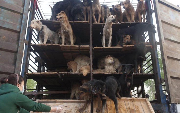 Lao động nước ngoài ở Đài Loan giết thịt chó, mèo sẽ bị trục xuất