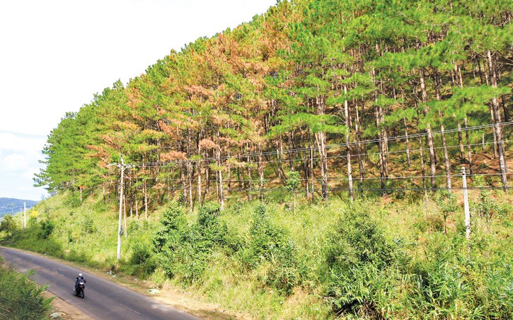 Rừng thông gần trạm quản lý bảo vệ rừng bị 'đầu độc'