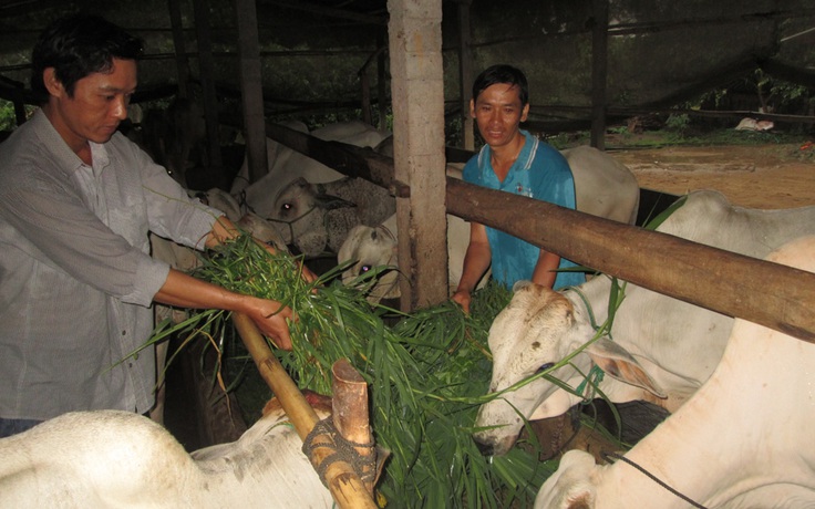 Làm giàu nhờ hợp tác nuôi bò