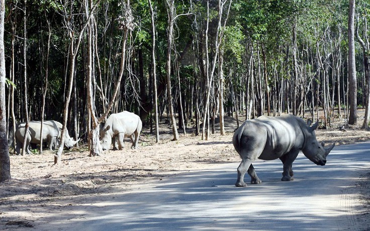 Không có chuyện thú chết hàng loạt ở Safari Phú Quốc