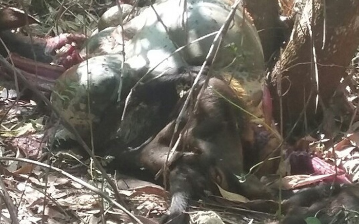 Một con bò tót bị bắn chết ở rừng Mã Đà