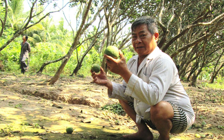 Nỗ lực cứu bưởi da xanh