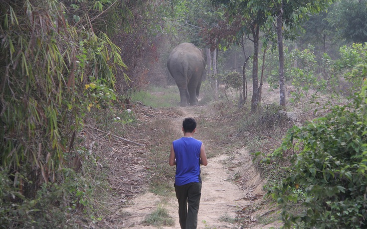 Đối đầu voi ngà lệch