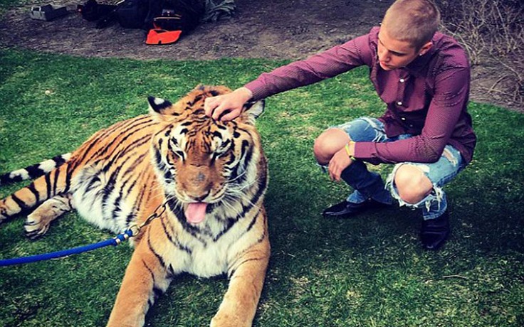 Justin Bieber tung ảnh vờn hổ, tổ chức PETA nói 'may mà không bị xé toạc họng'
