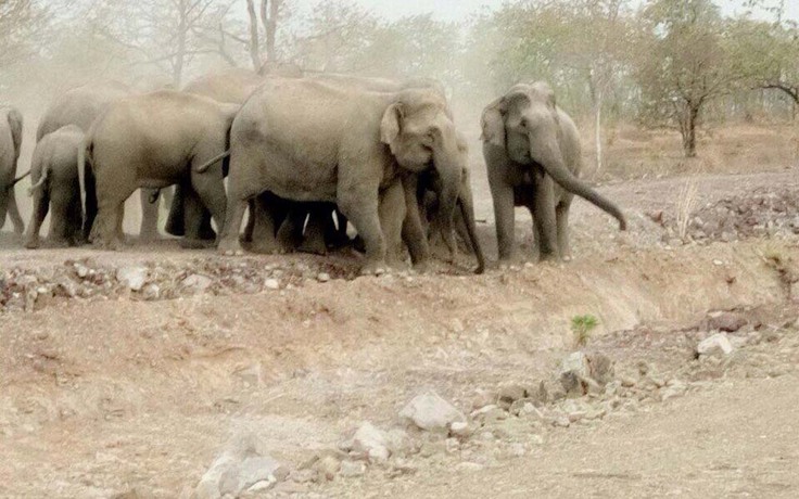 20 voi rừng 'quậy' giữa ban ngày, nông dân hốt hoảng