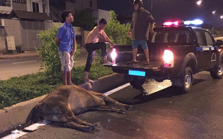 Xác bò hơn 200 kg rơi trên đường, nghi bị trộm đâm chết