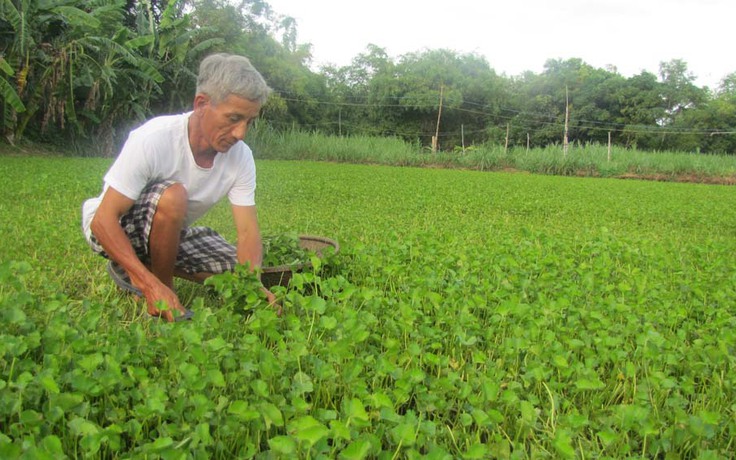 Bạc Liêu Trồng rau má làm giàu