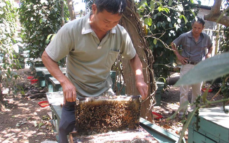 Theo chân “cao thủ” chạy ong