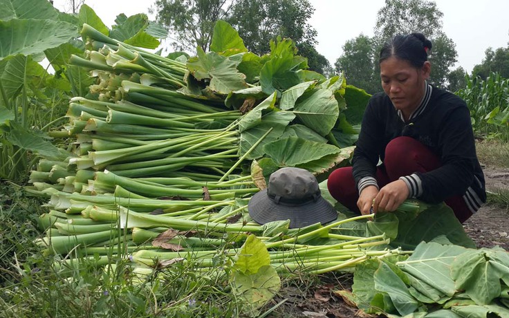 An tâm đầu ra nhờ liên kết với doanh nghiệp