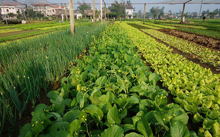 Hợp tác sản xuất các giống rau Hà Lan ở Lâm Đồng