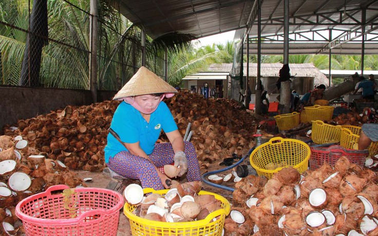 Giá dừa khô lao dốc, nhà vườn lao đao