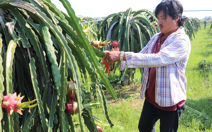 Cung vượt cầu, hàng ngàn tấn thanh long ế ẩm