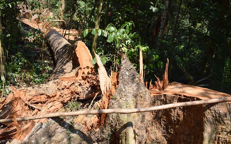 Lại phát hiện phá rừng phòng hộ ở Quảng Nam