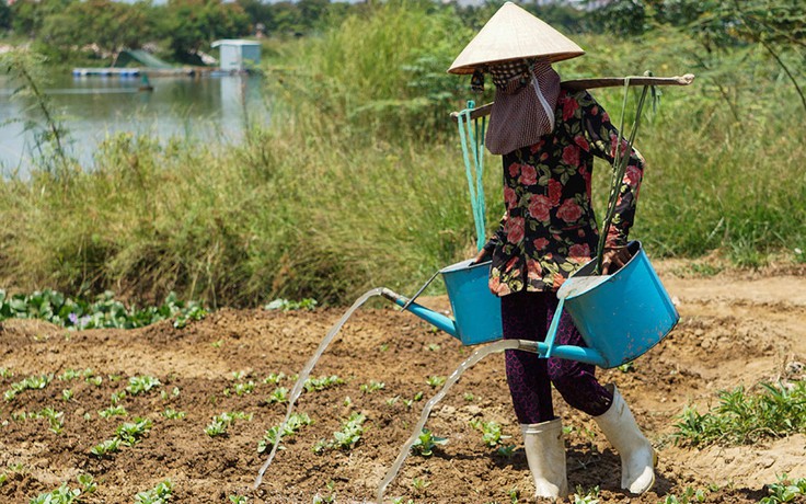 Vùng rau lớn nhất Đà Nẵng... chờ mưa