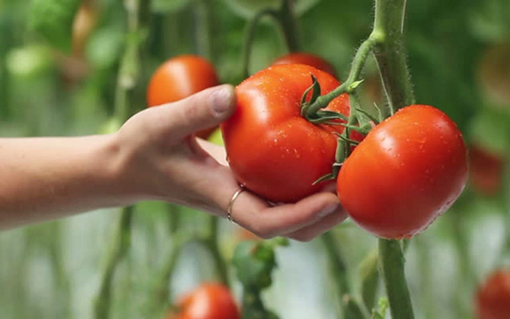 Điều gì xảy ra nếu bạn ăn cà chua hằng ngày?