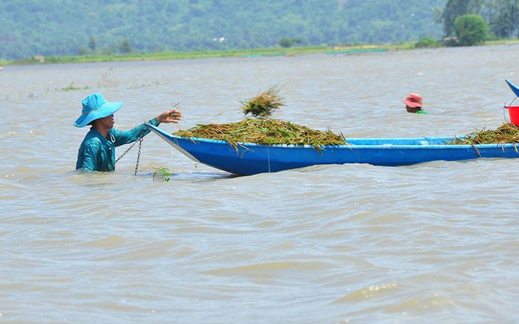 Cần nâng cấp công trình thủy lợi vùng lũ đồng bằng sông Cửu Long